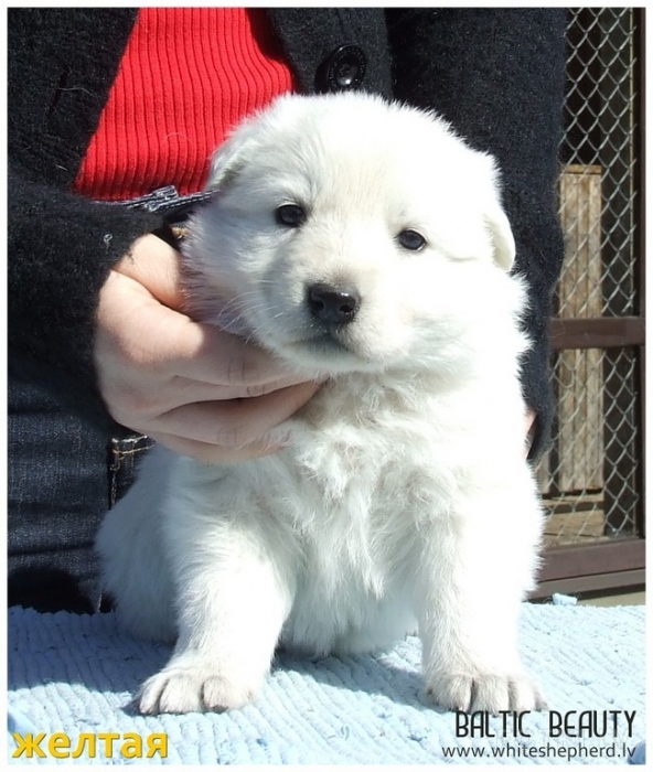 Baby foto