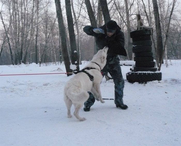 Нападение 2010