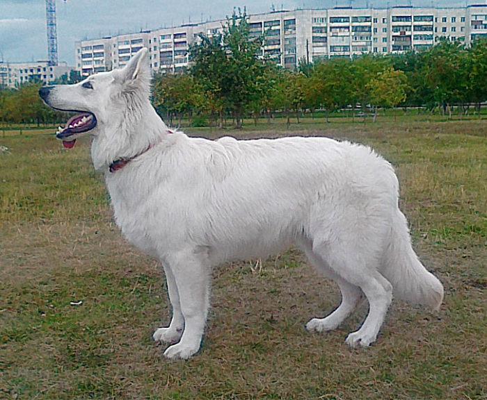 2011