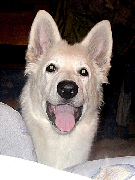 2011
